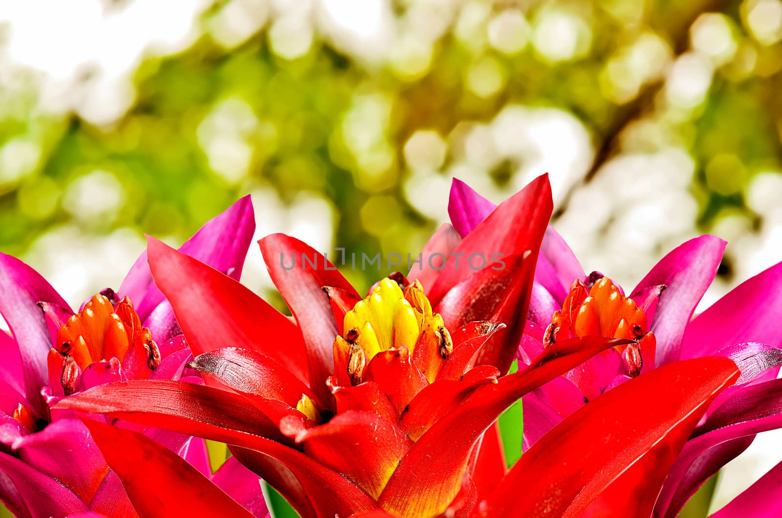 Close up beautyful guzmania on sunny abstract background