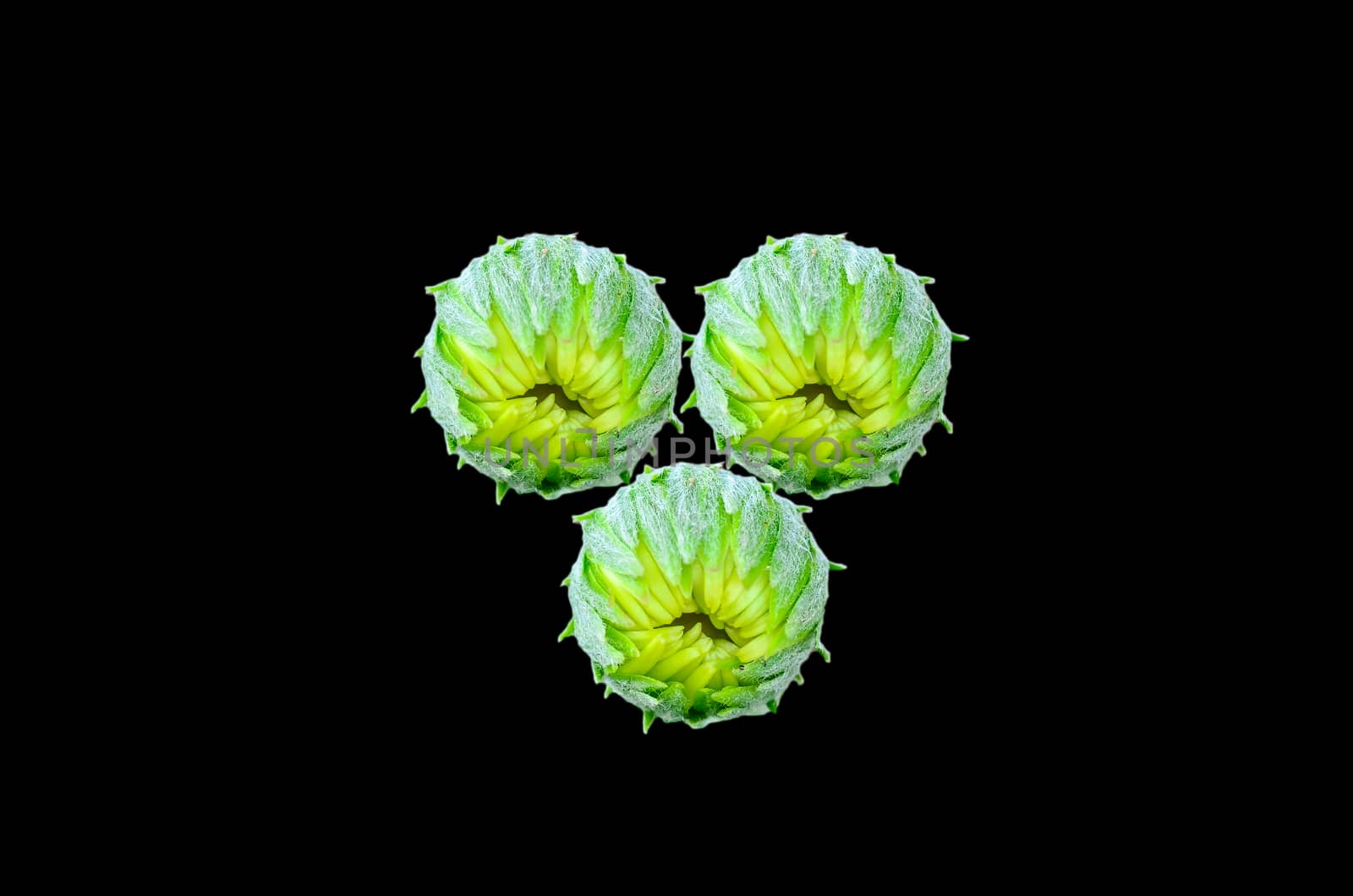 gerbera flower bud on black background