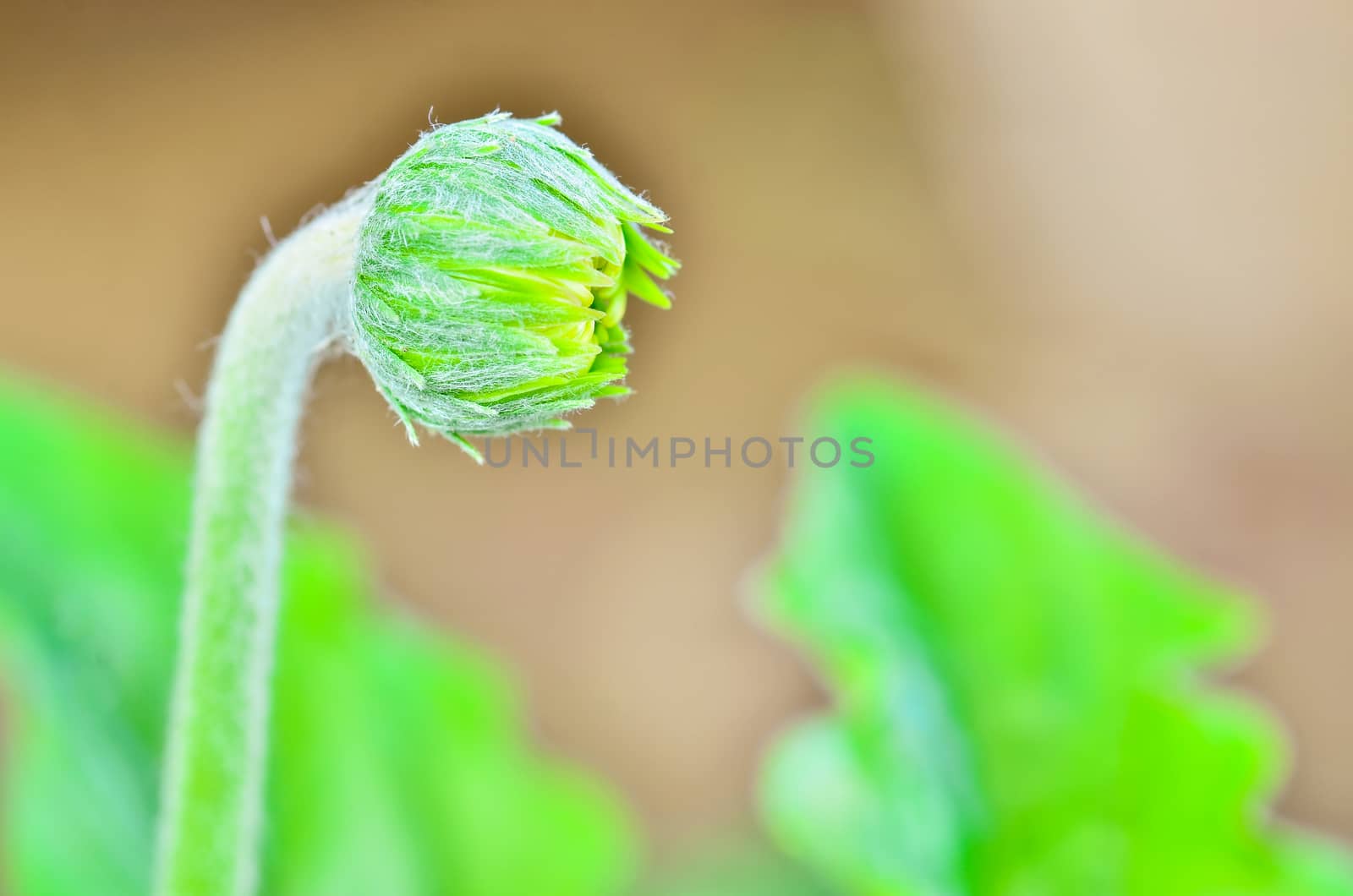 gerbera flower bud by raweenuttapong