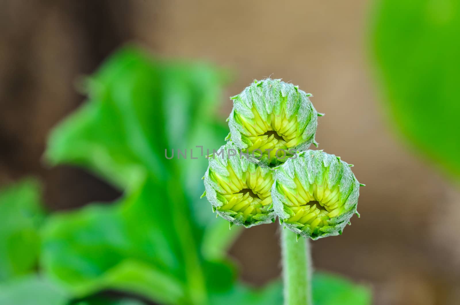 Many gerbera flower bud in garden