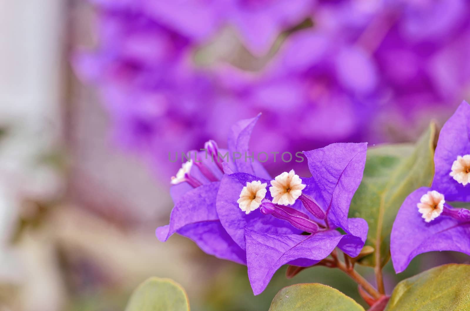 Bougainvillea flowers by raweenuttapong