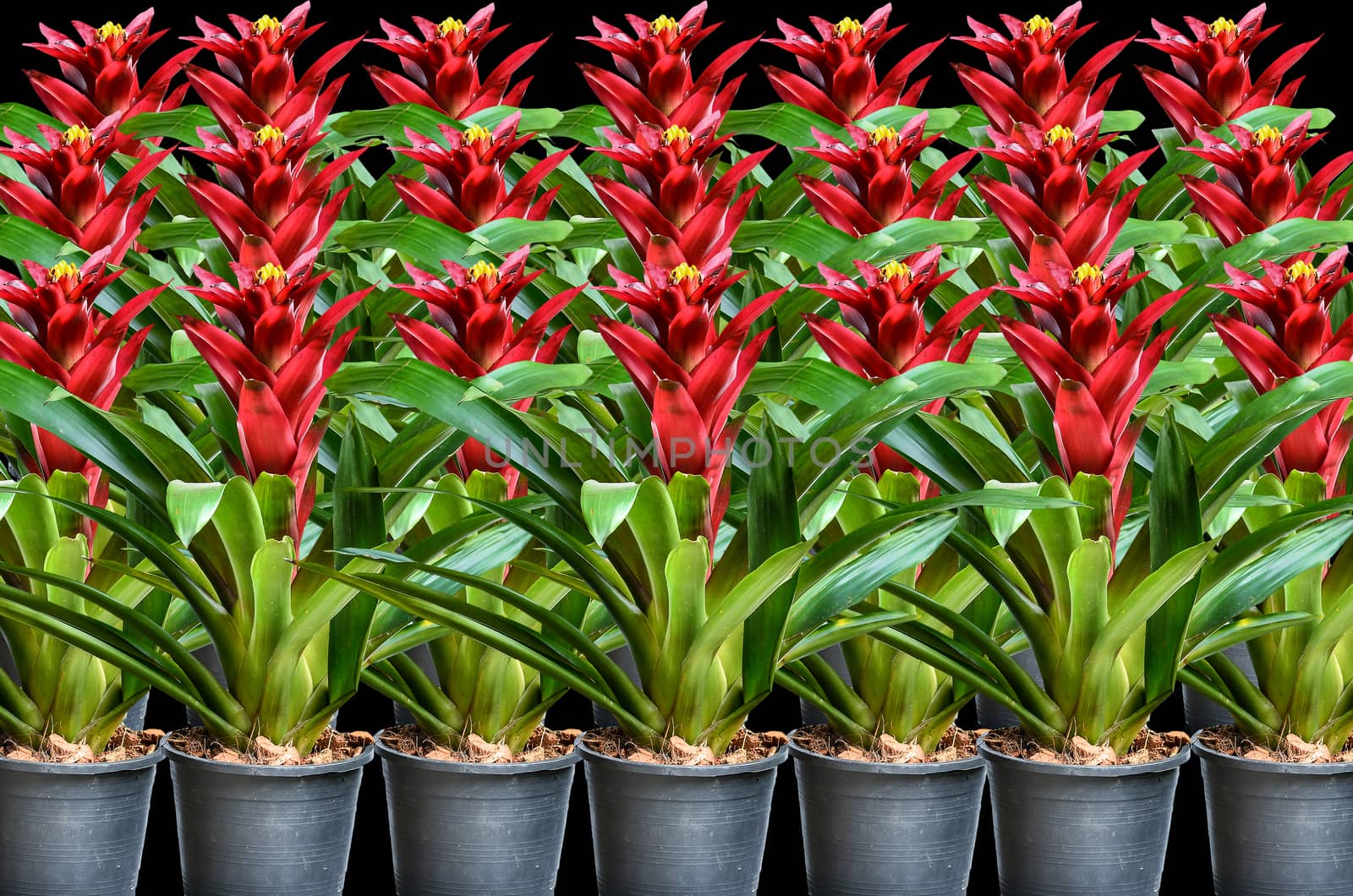 Beautyful  Blossoming plant of guzmania in plastic flower pot on black background