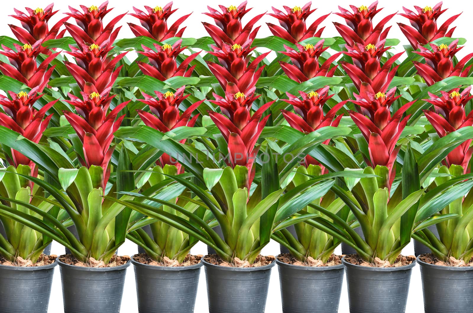 Beautyful  Blossoming plant of guzmania in plastic flower pot on white background
