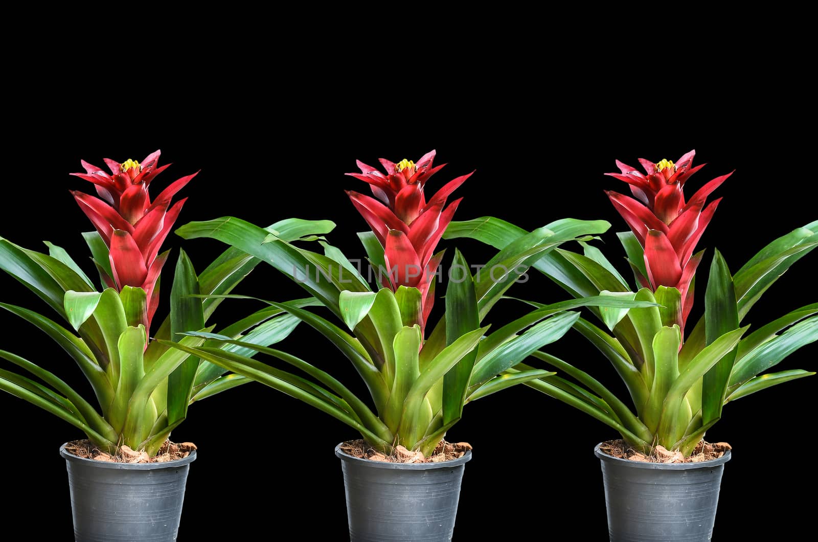 Many Blossoming plant of guzmania in plastic flowerpot on black background