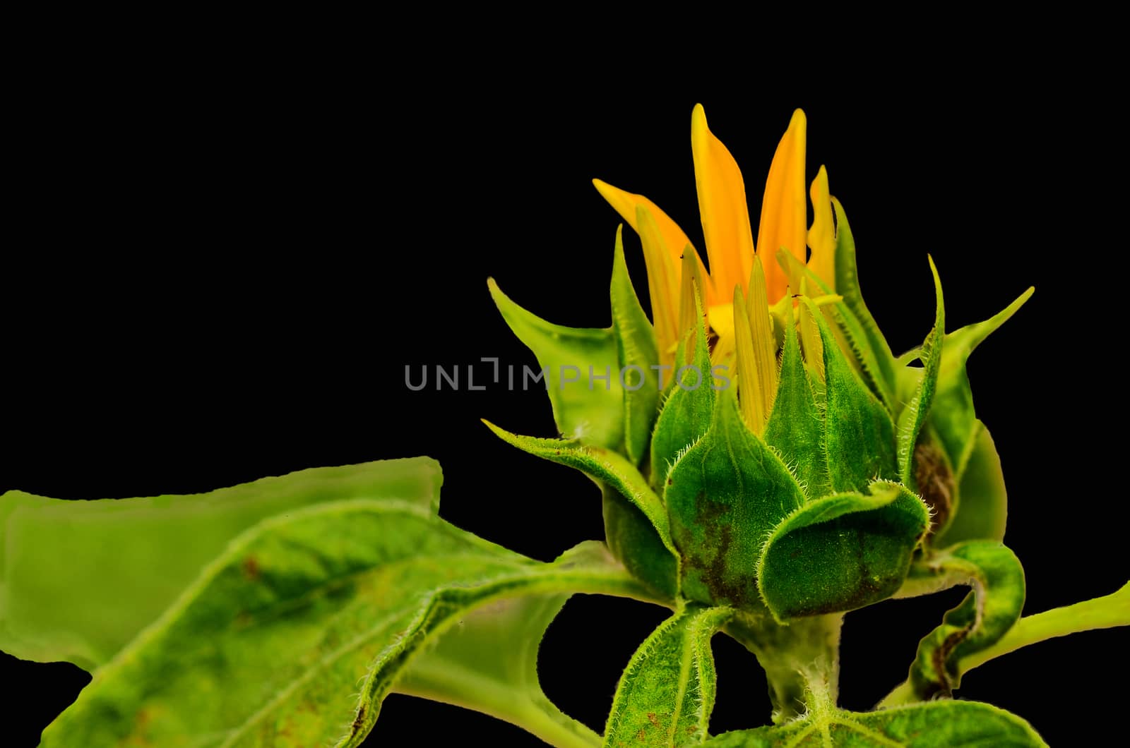 Budding Sunflower on black background