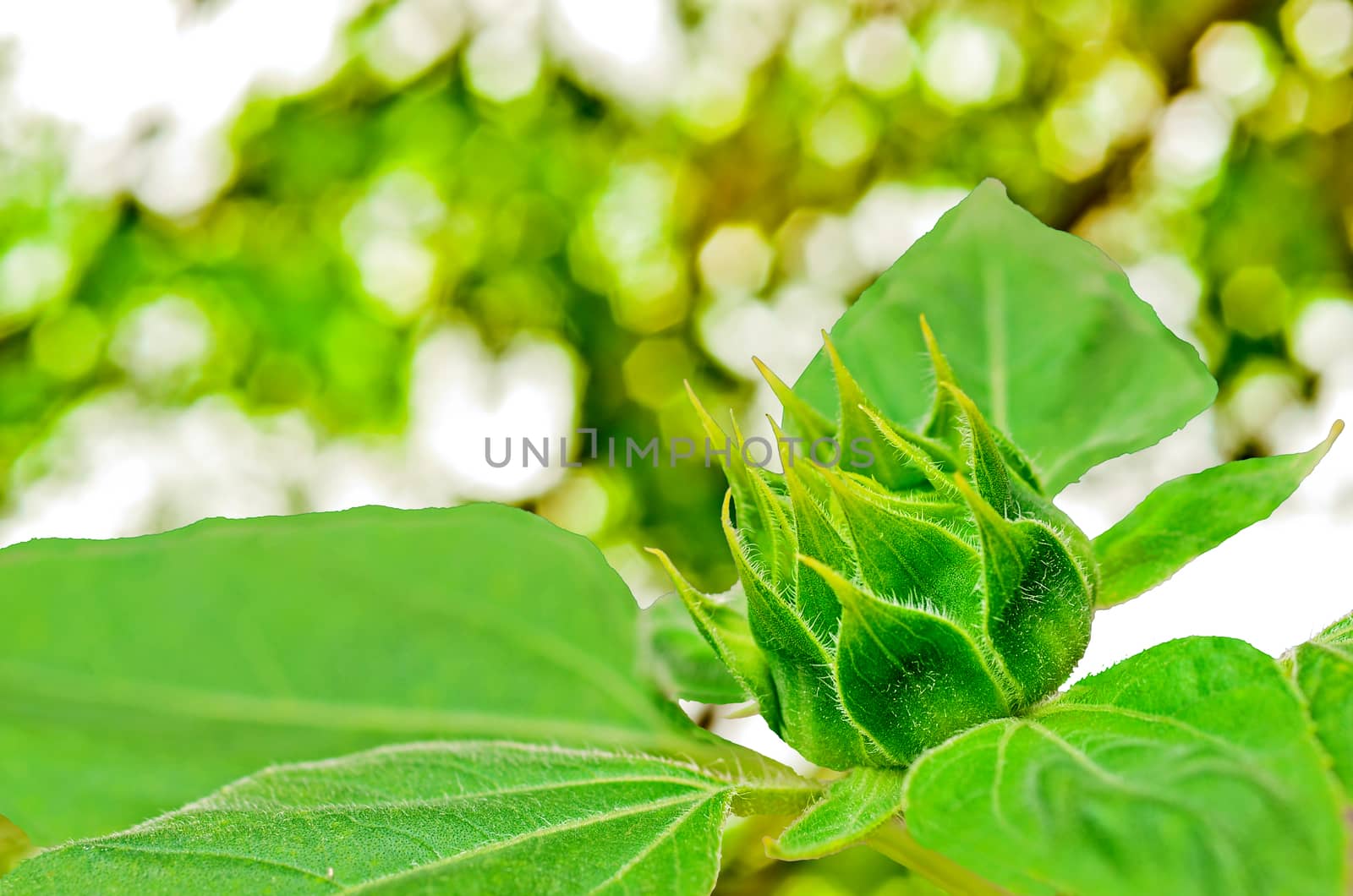 Budding Sunflower on nature background