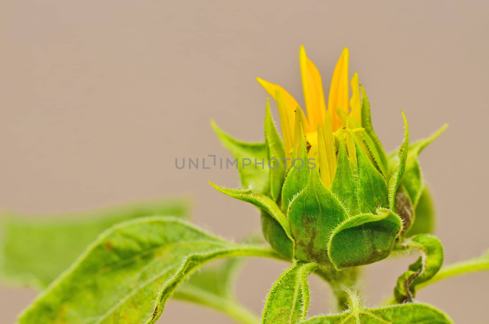Budding Sunflower by raweenuttapong