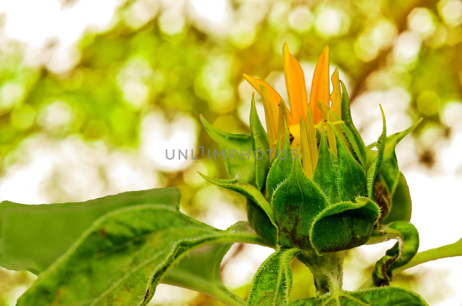 Close up Budding Sunflower on nature background