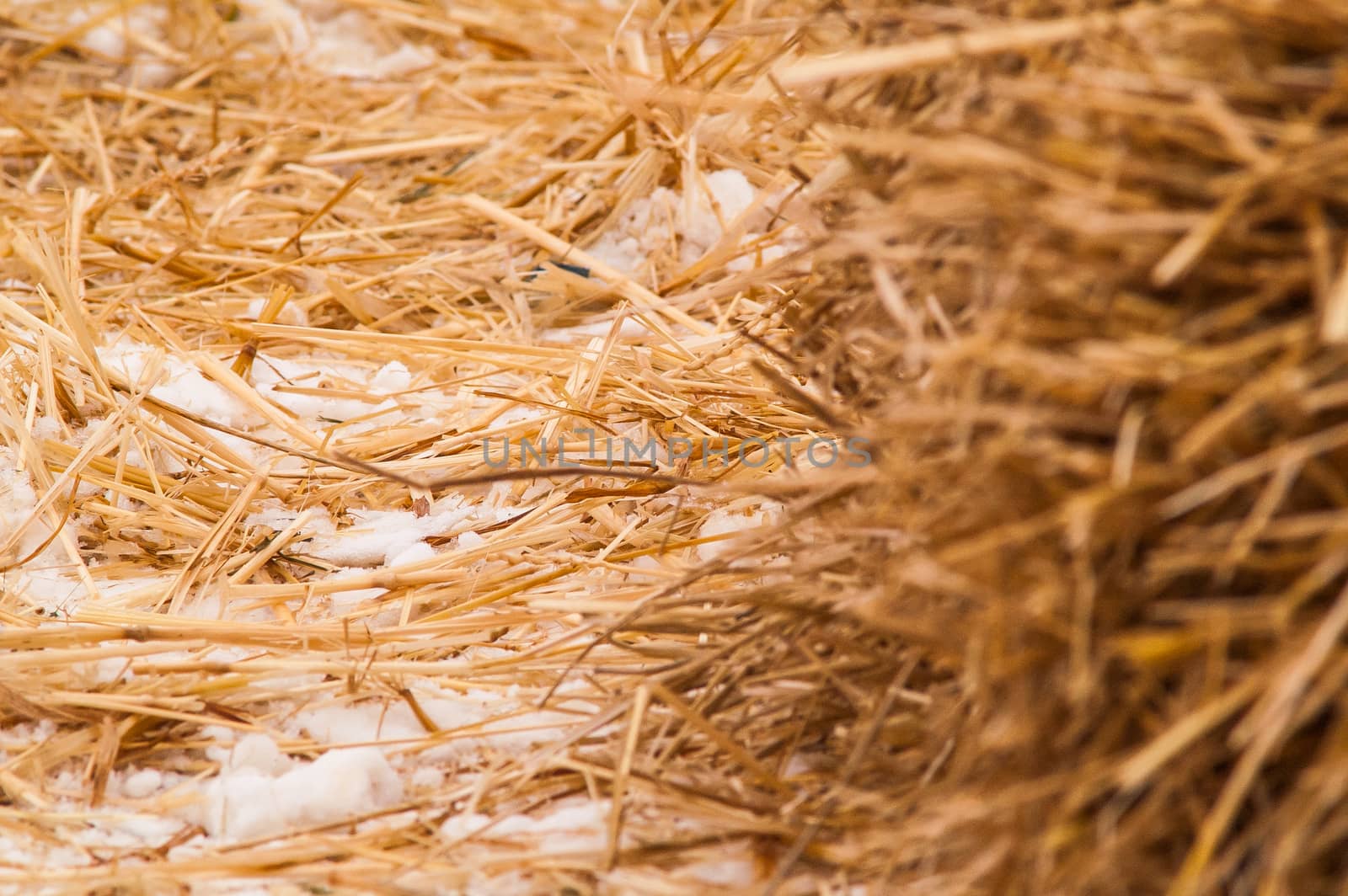 hay, straw with snow lying on the ground