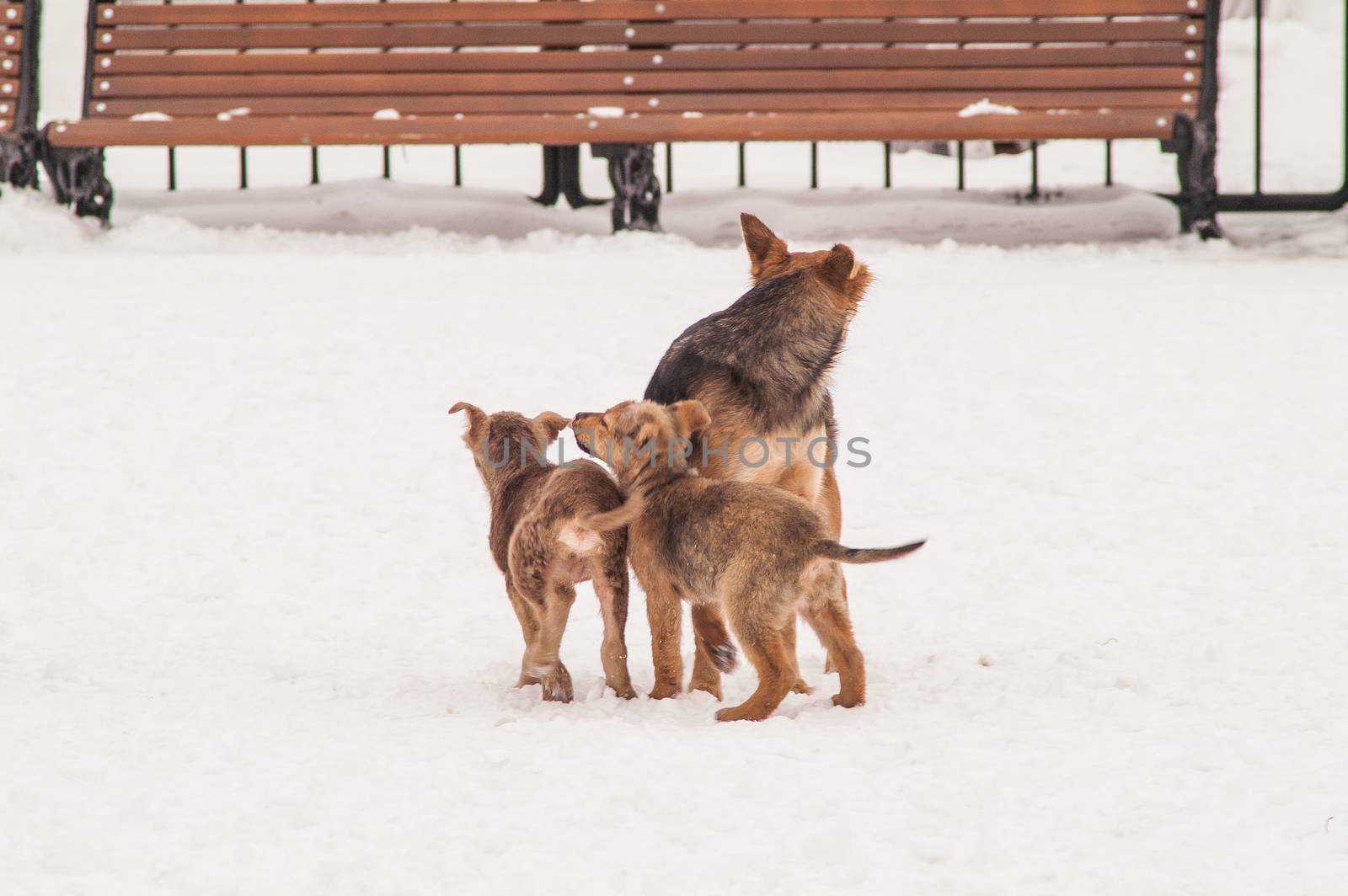 Dogs and puppies in winter park play