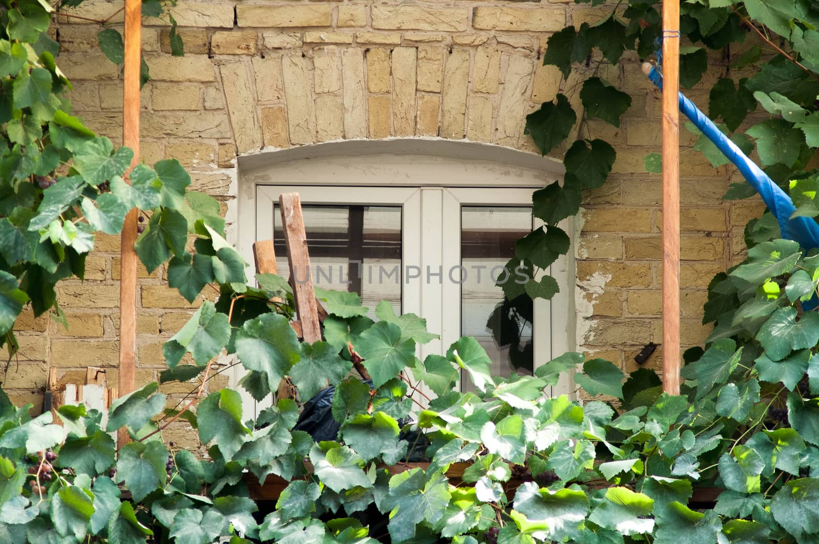 window in a brick building with ivy