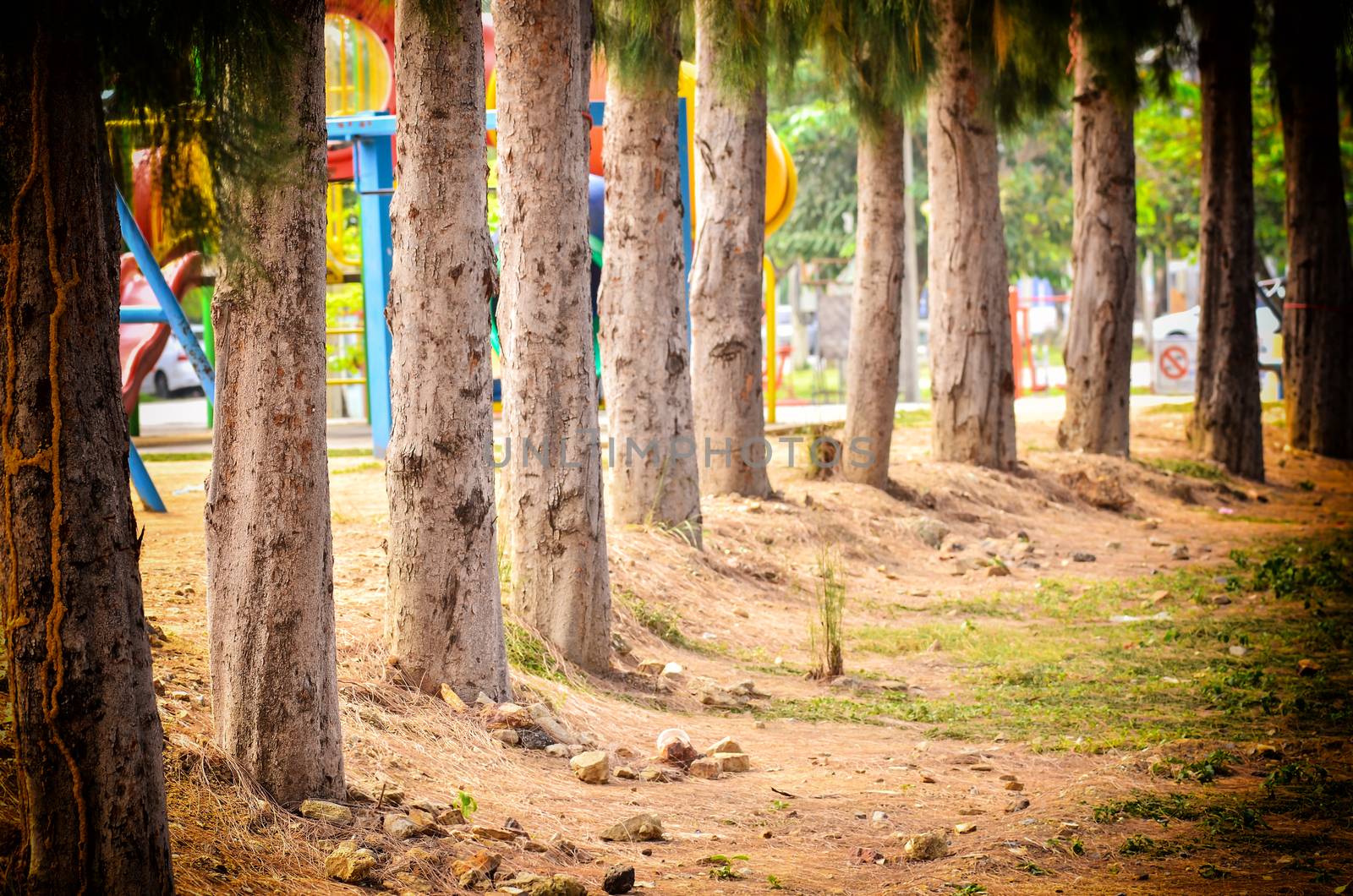 pine trees in vintage light