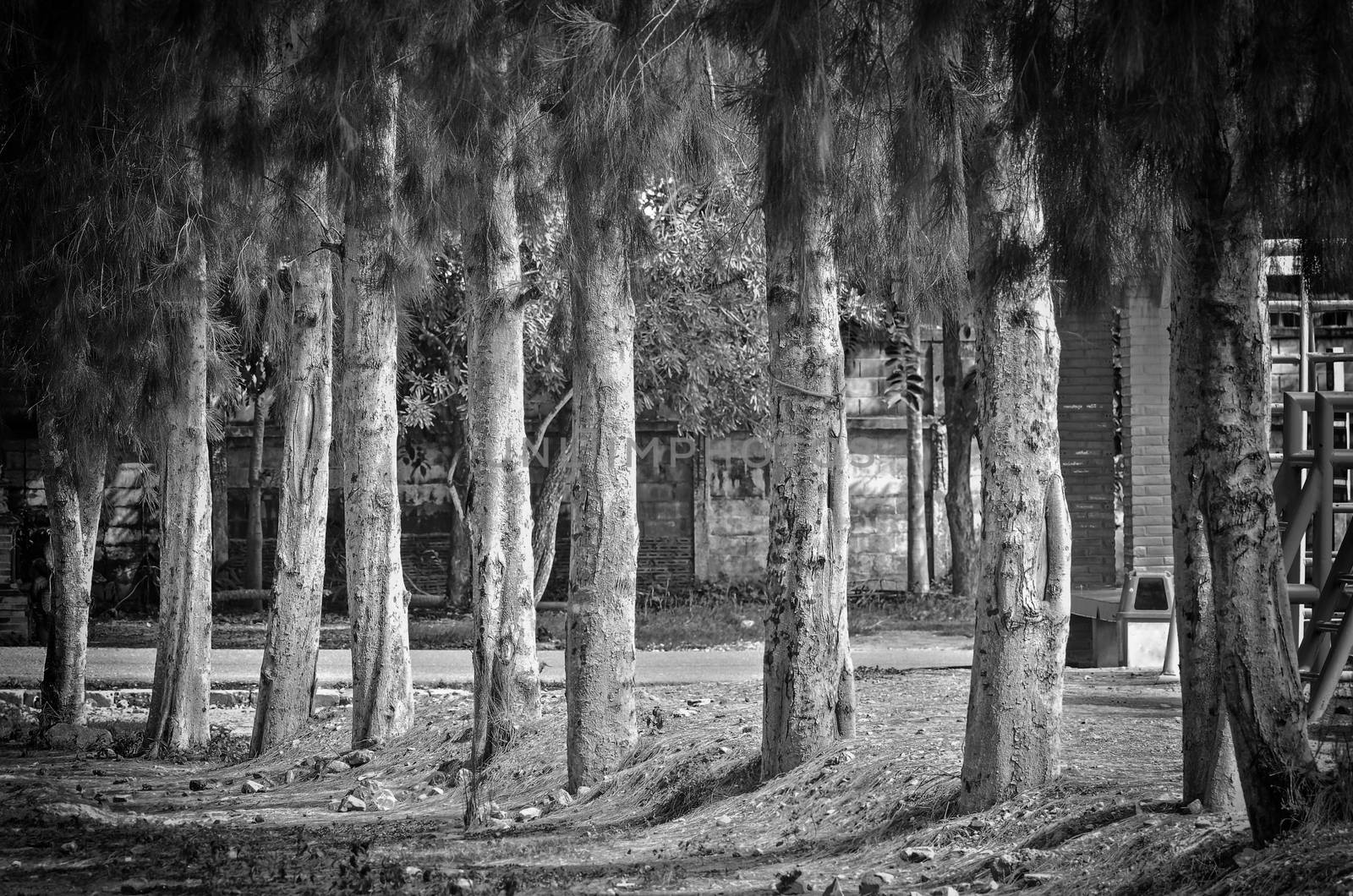 pine trees in vintage mind light black and white colour
