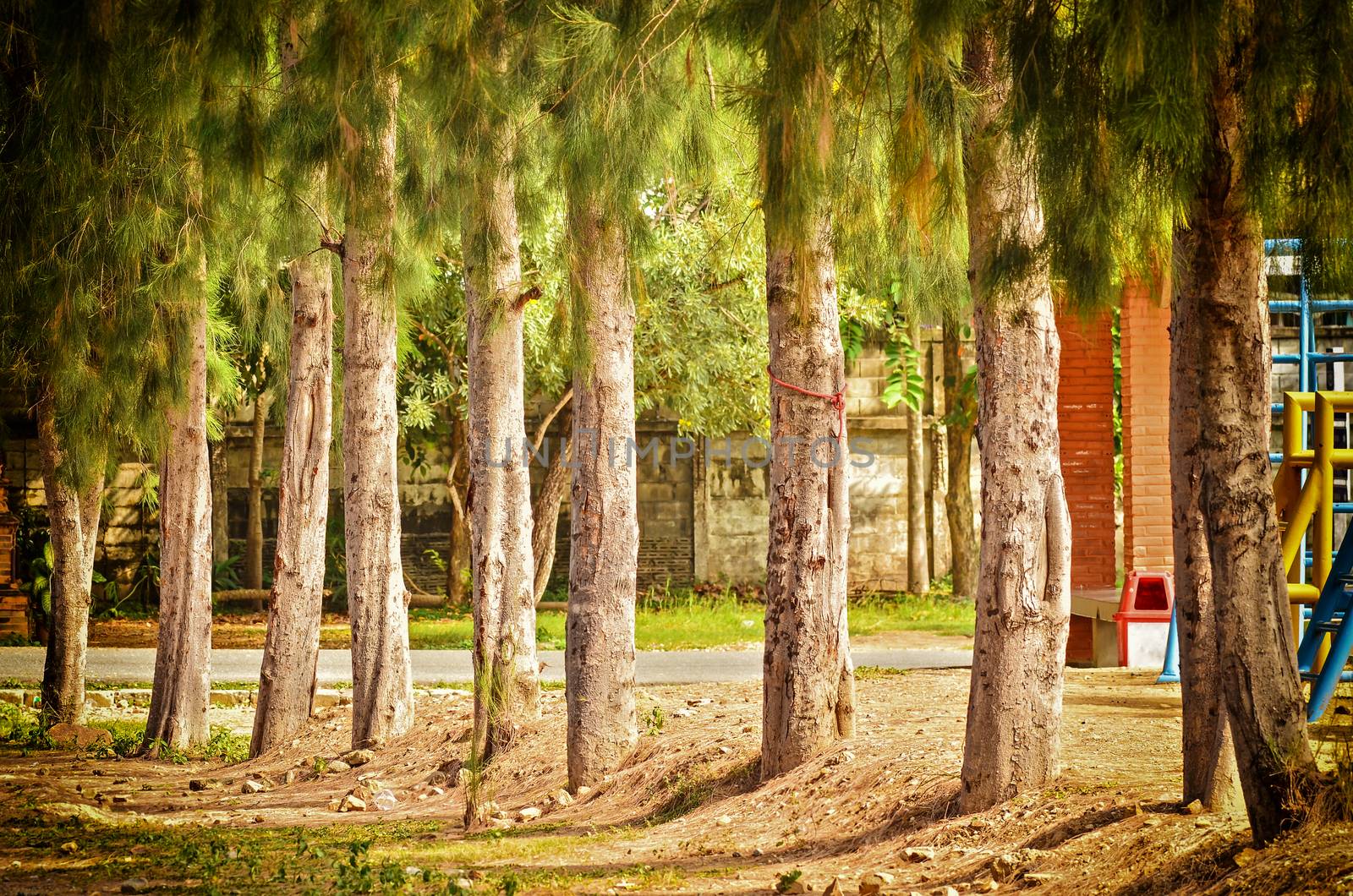 pine trees in vintage mind light