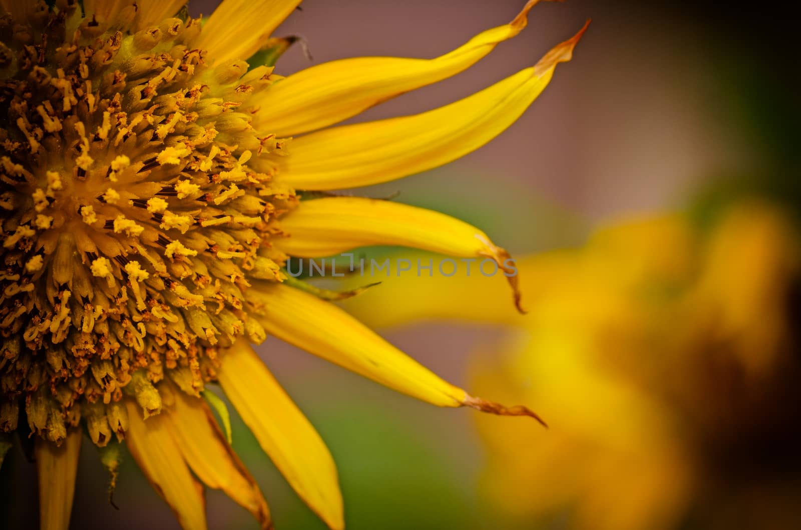 sunflowers close up in vintage light