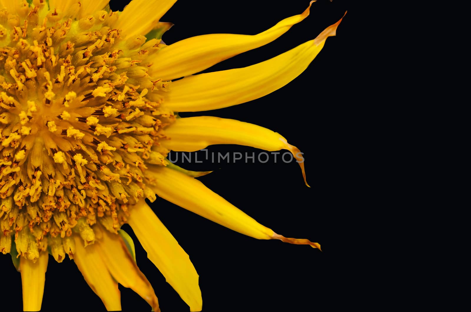 sunflowers close up on black background