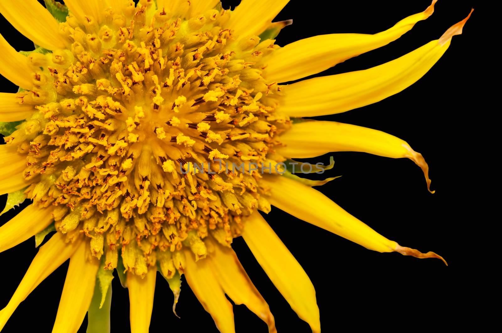 sunflowers isolate on black background