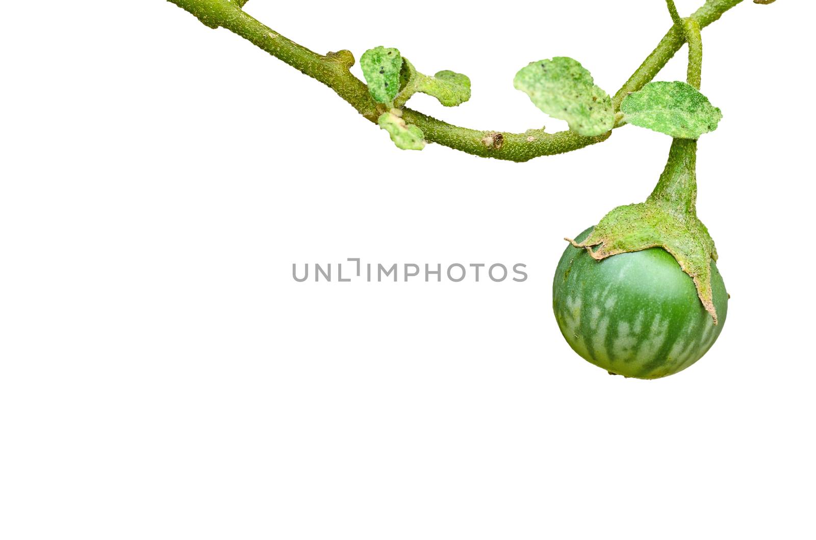 Thai green eggplant on tree on white background
