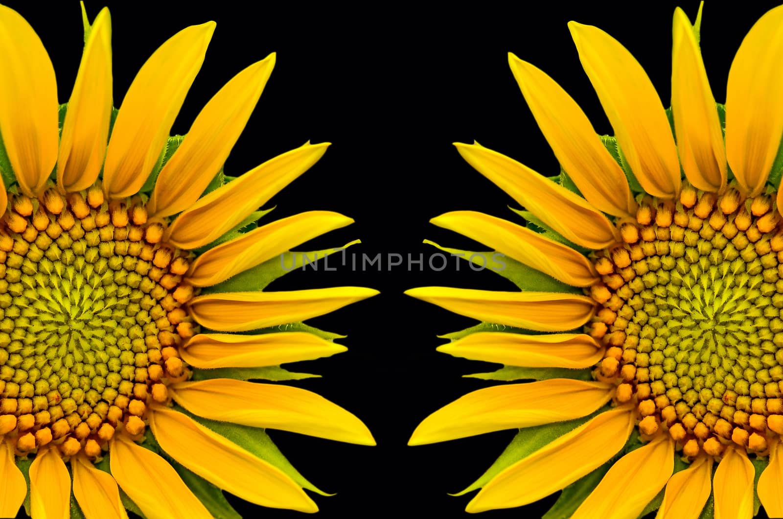 Two sunflower closeup on black  background