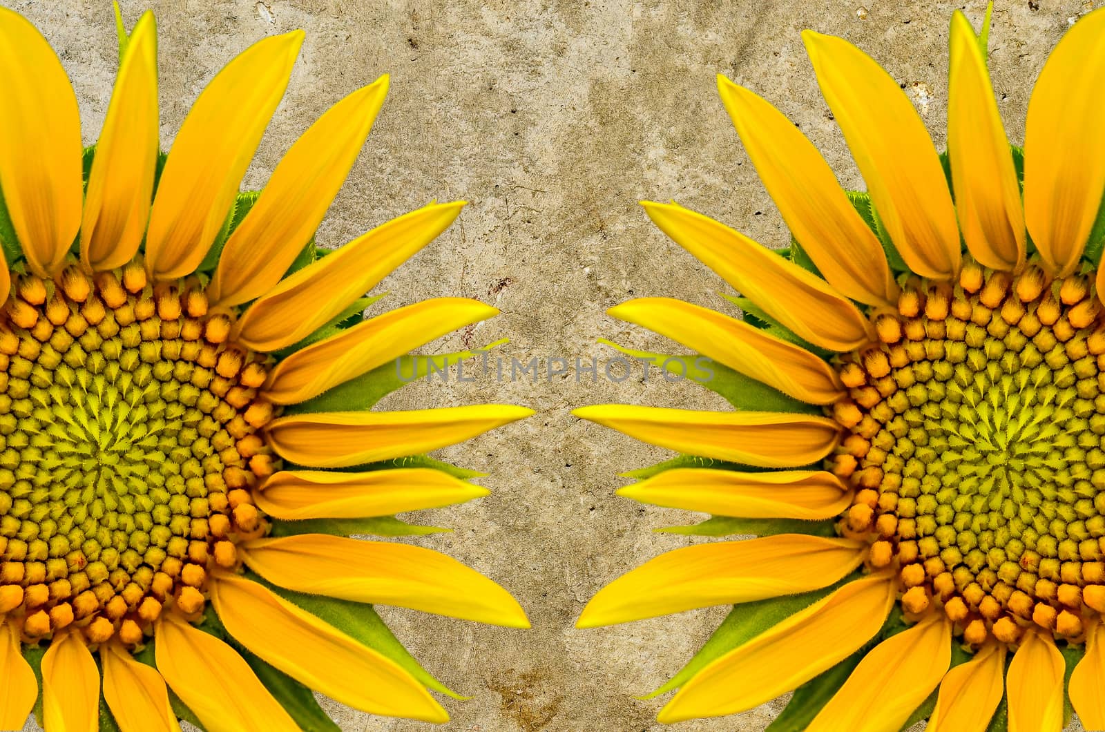 Two sunflower closeup on cement  background