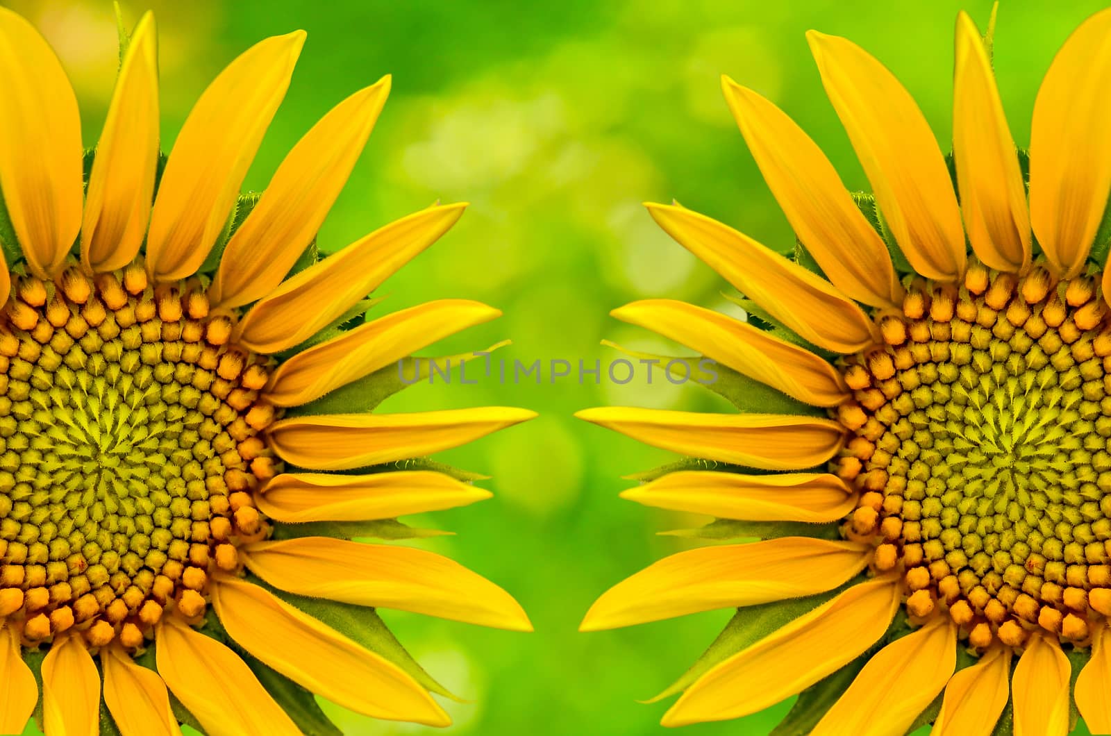 Two sunflower closeup on green nature  background