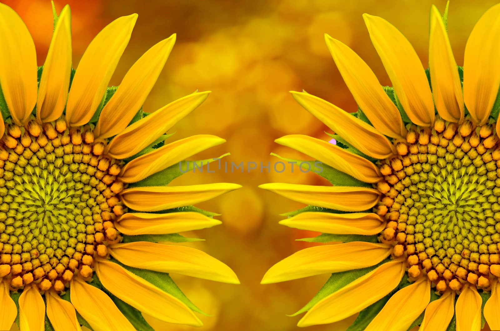 Two sunflower closeup on yellow nature  background