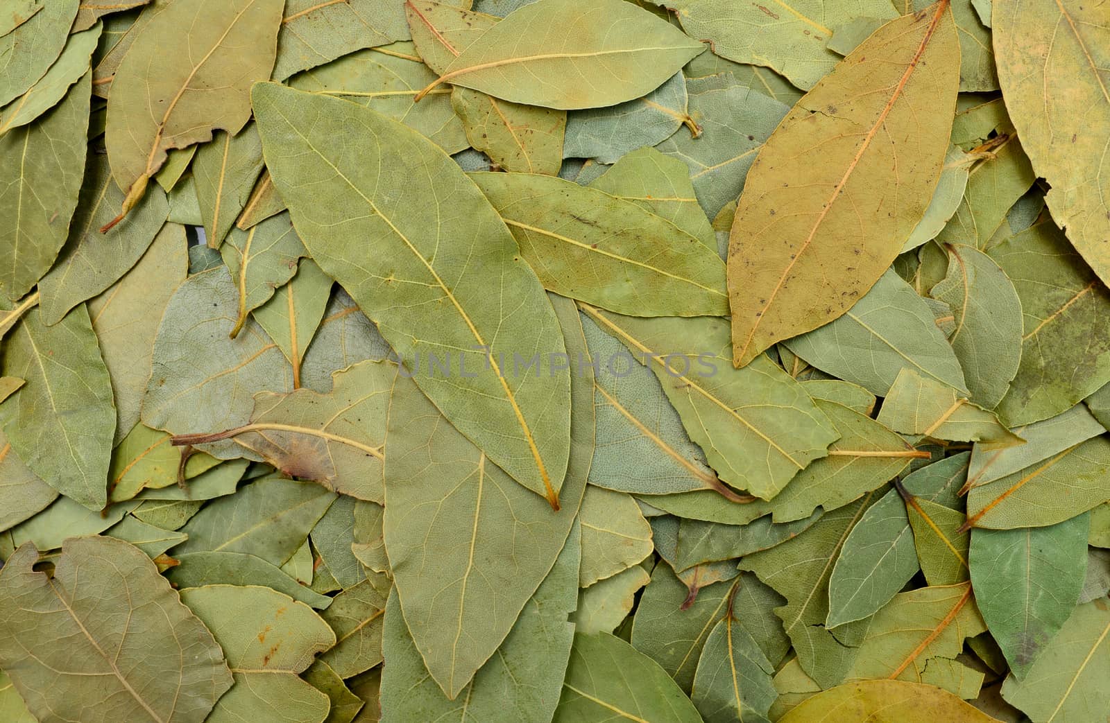 condiment laurel dry leaves texture pattern background