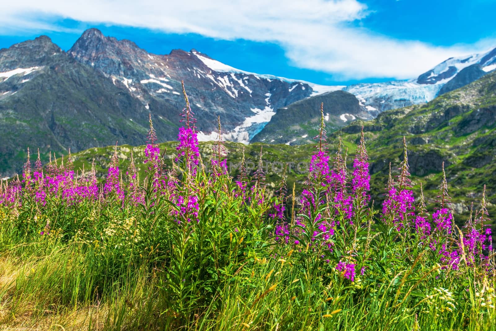 Alpine Wildflowers Scenery by welcomia