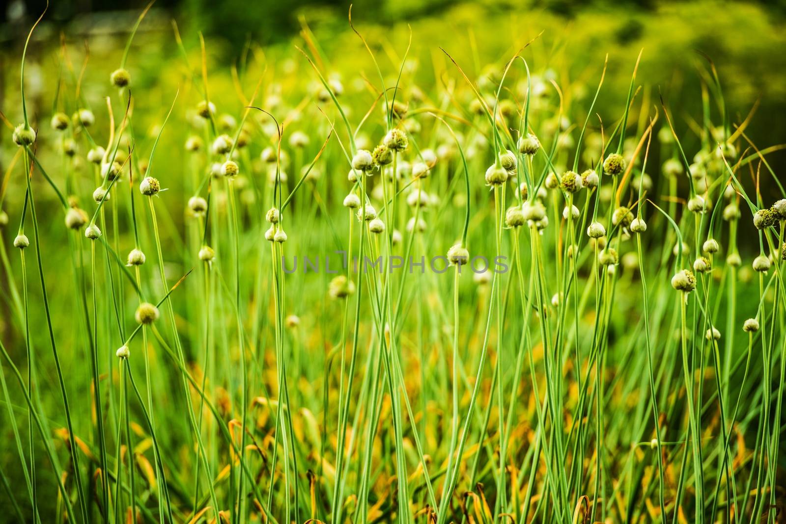 Flowering Chives Closeup Photo. Organic Chive Cultivation.