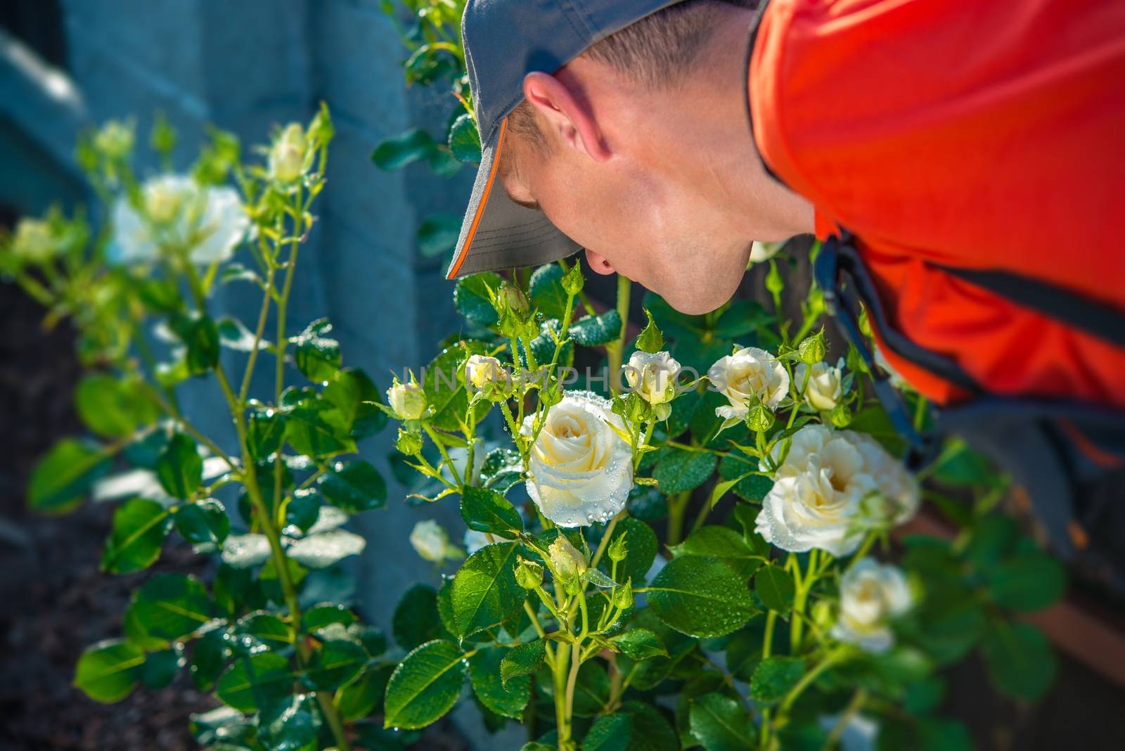 Gardener Smelling Roses. Checking on Flowers. Gardening Theme.