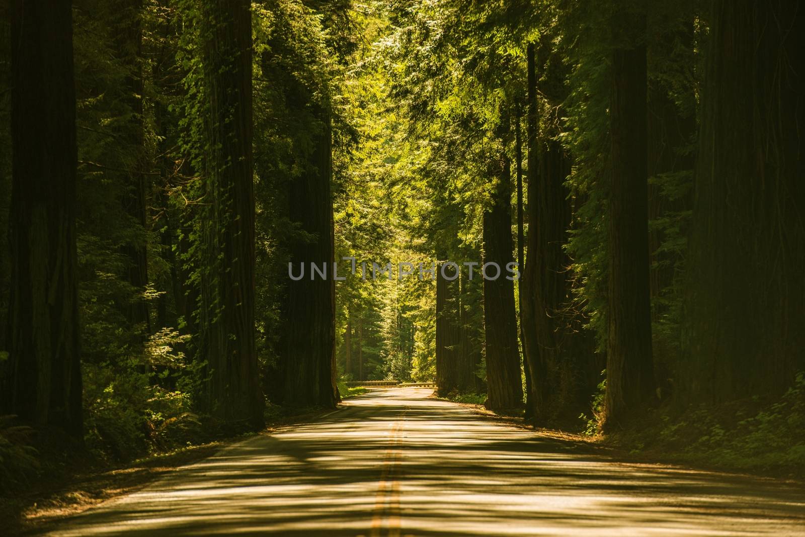 Giant Redwood Trees Road. Redwood Highway in California, United States.
