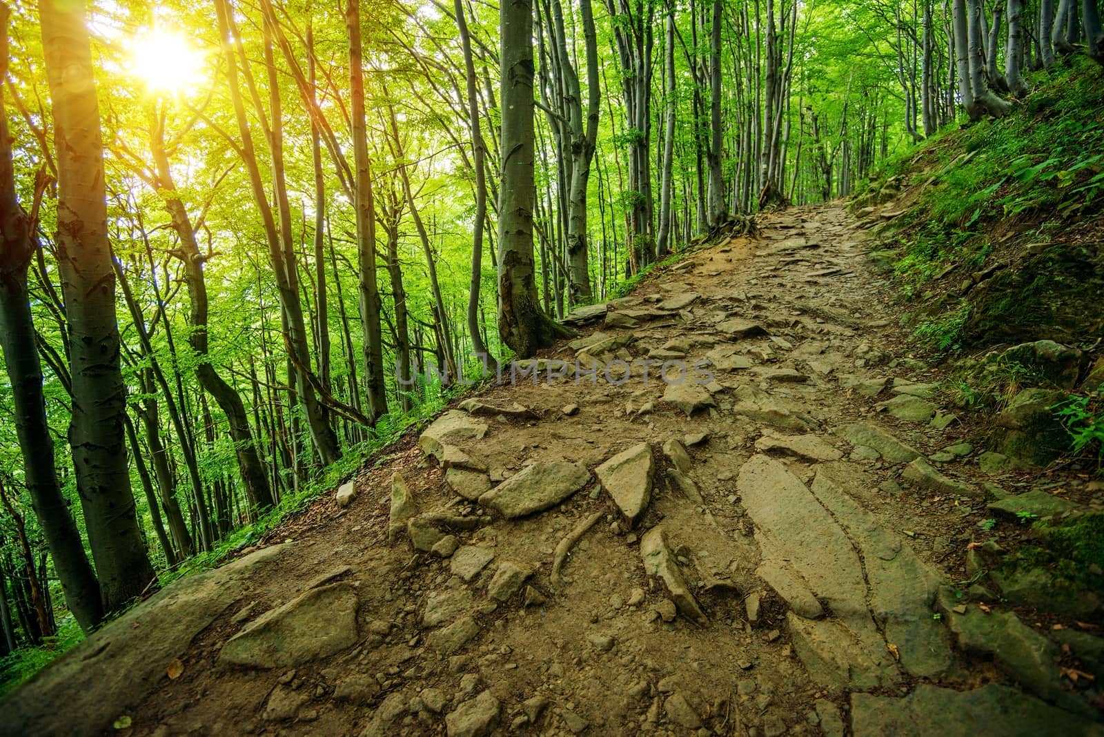 Rocky Forest Trail Path in Polish Bieszczady Region in Southern Poland. Scenic Summer Trail.