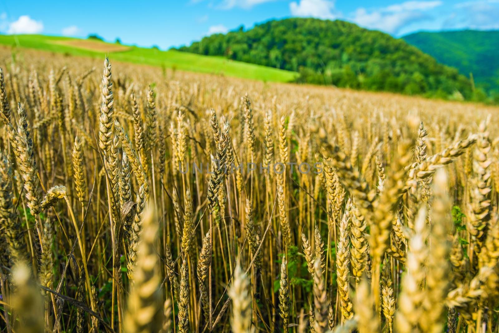 Organic Rye Fields in Bieszczady, Poland, Europe. Agriculture Theme. Rye Ears