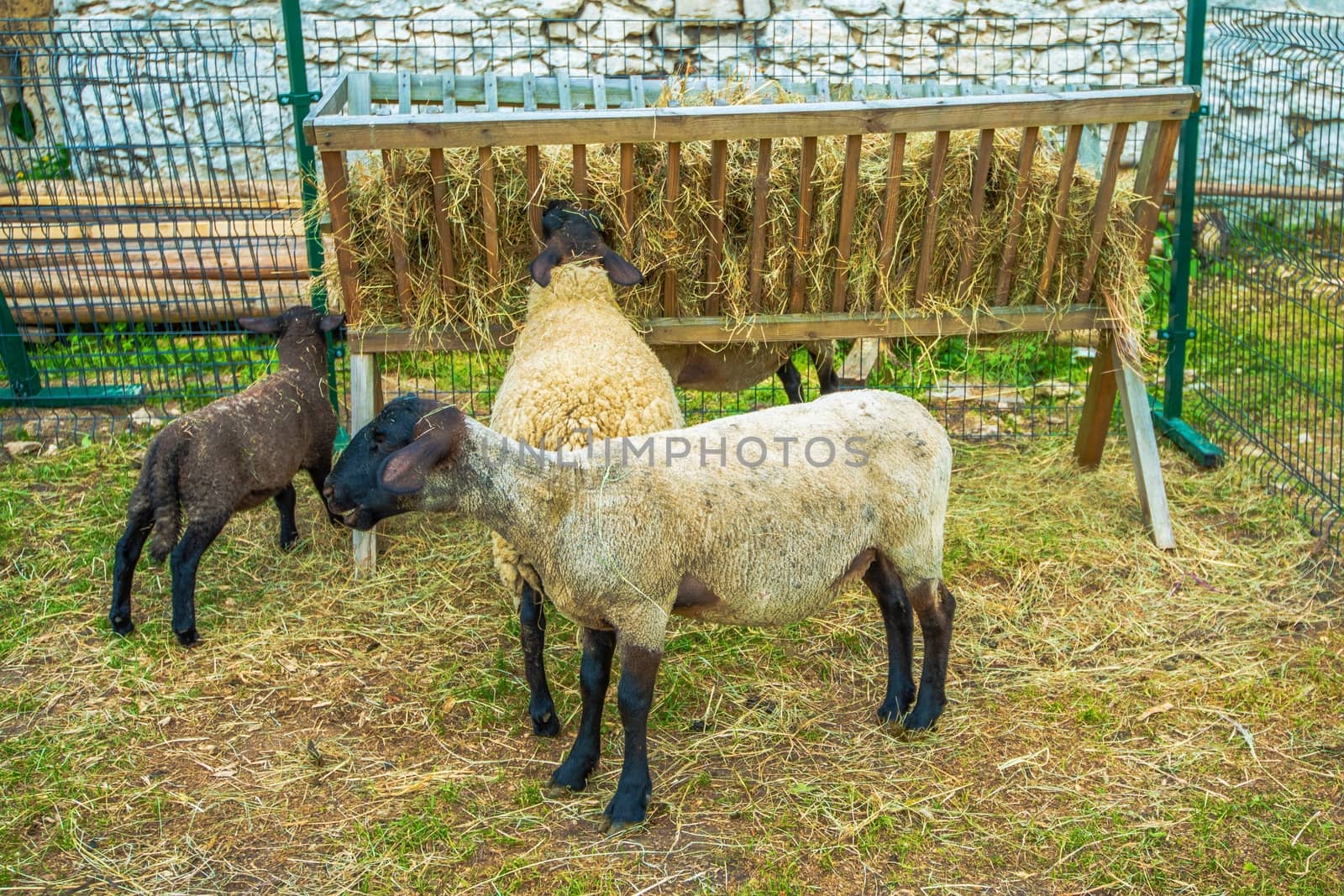 Sheep Feeder. Sheep at the Farm. Agriculture Theme.