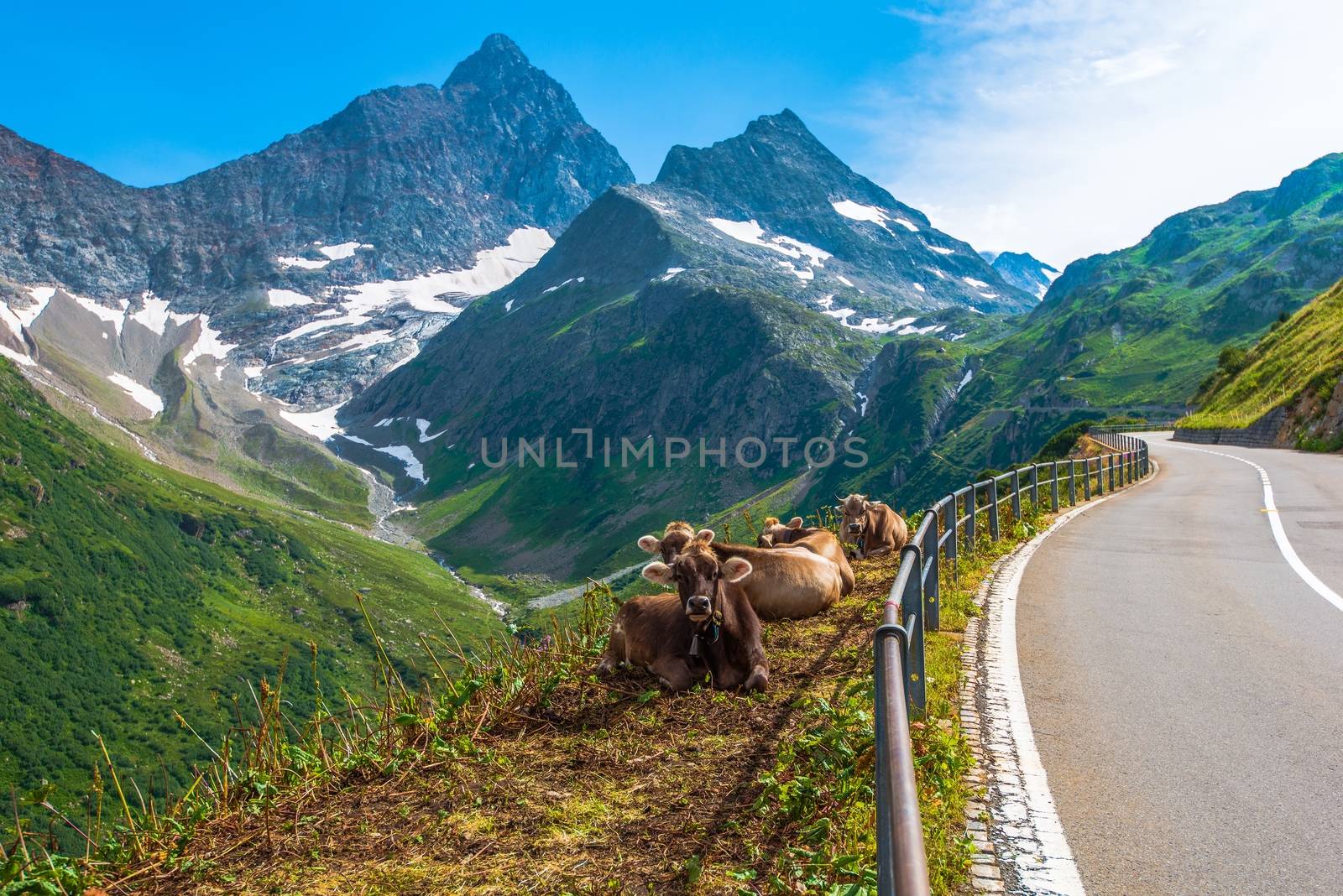 Swiss Alpine Milk Cows on the Side of Winding Mountain Road. Switzerland, Europe.