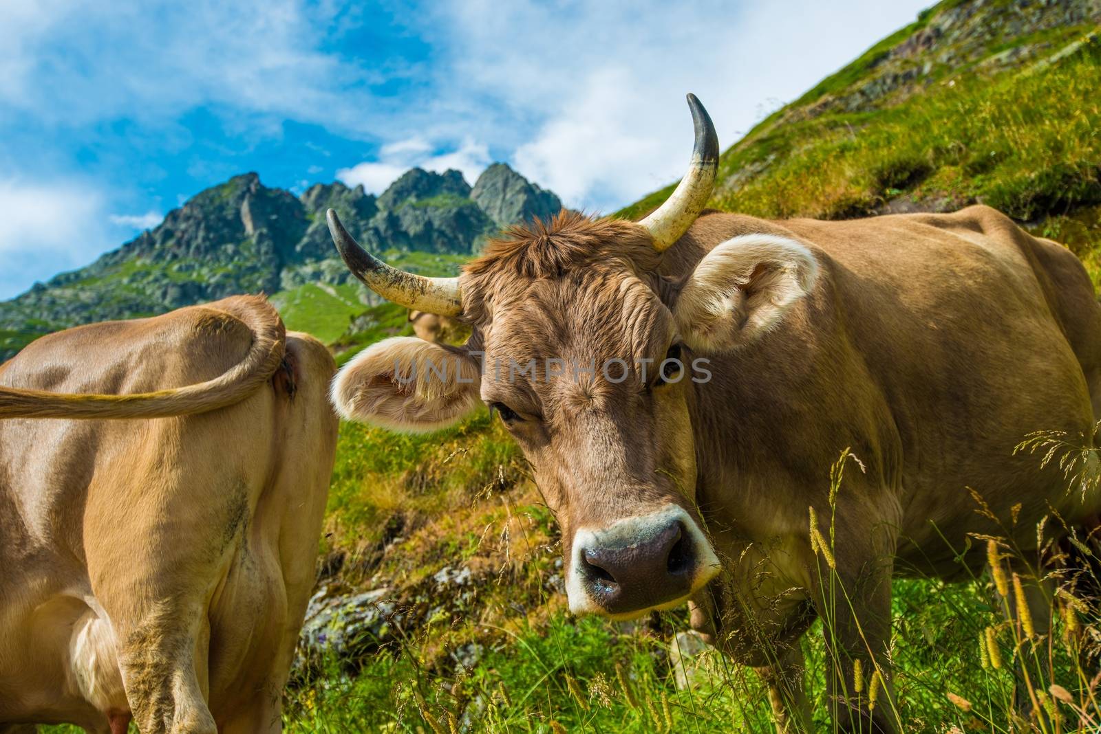Swiss Alpine Cows on the Mountain Meadow.