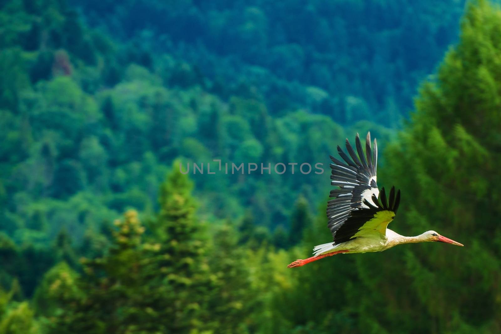 European White Stork in Flight. Poland, Europe.