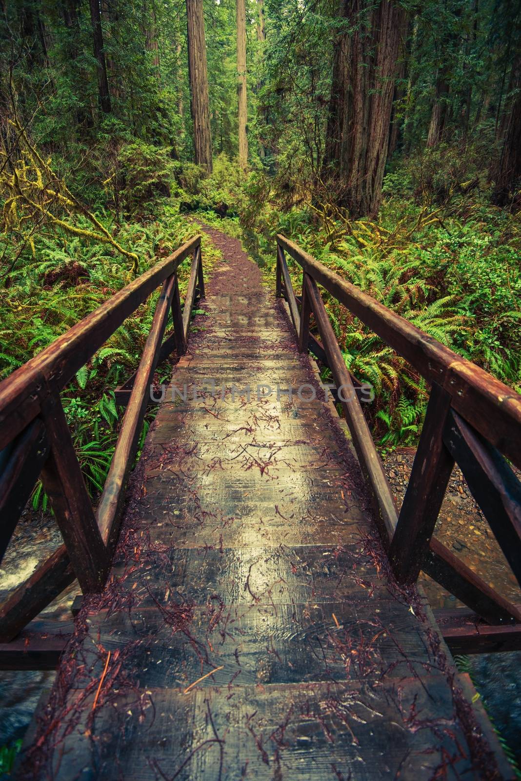 Wooden Trail Bridge in California Redwood Forest. California, USA. Hiking Redwood Theme.