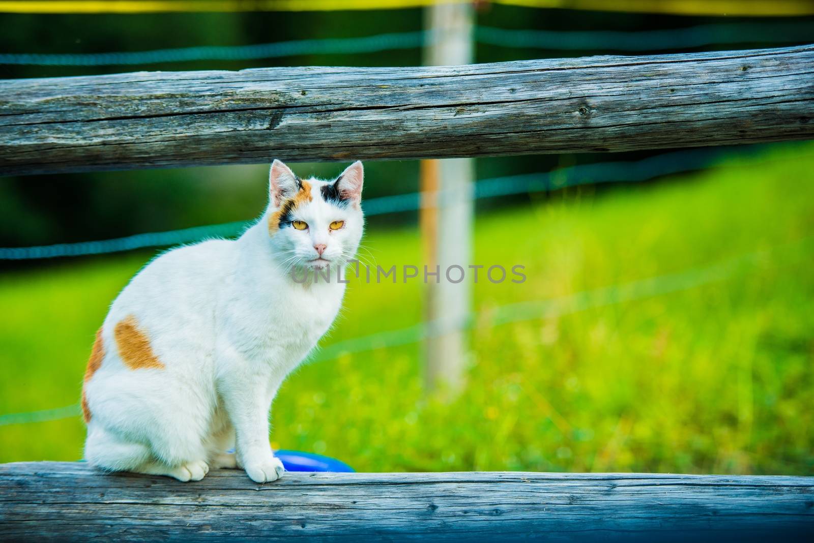 White Cat on the Wood Log by welcomia