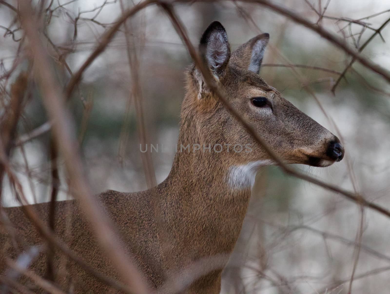 Picture of the deer in the bush