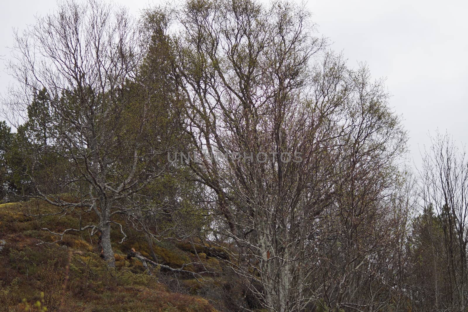 Landscape Nordland
