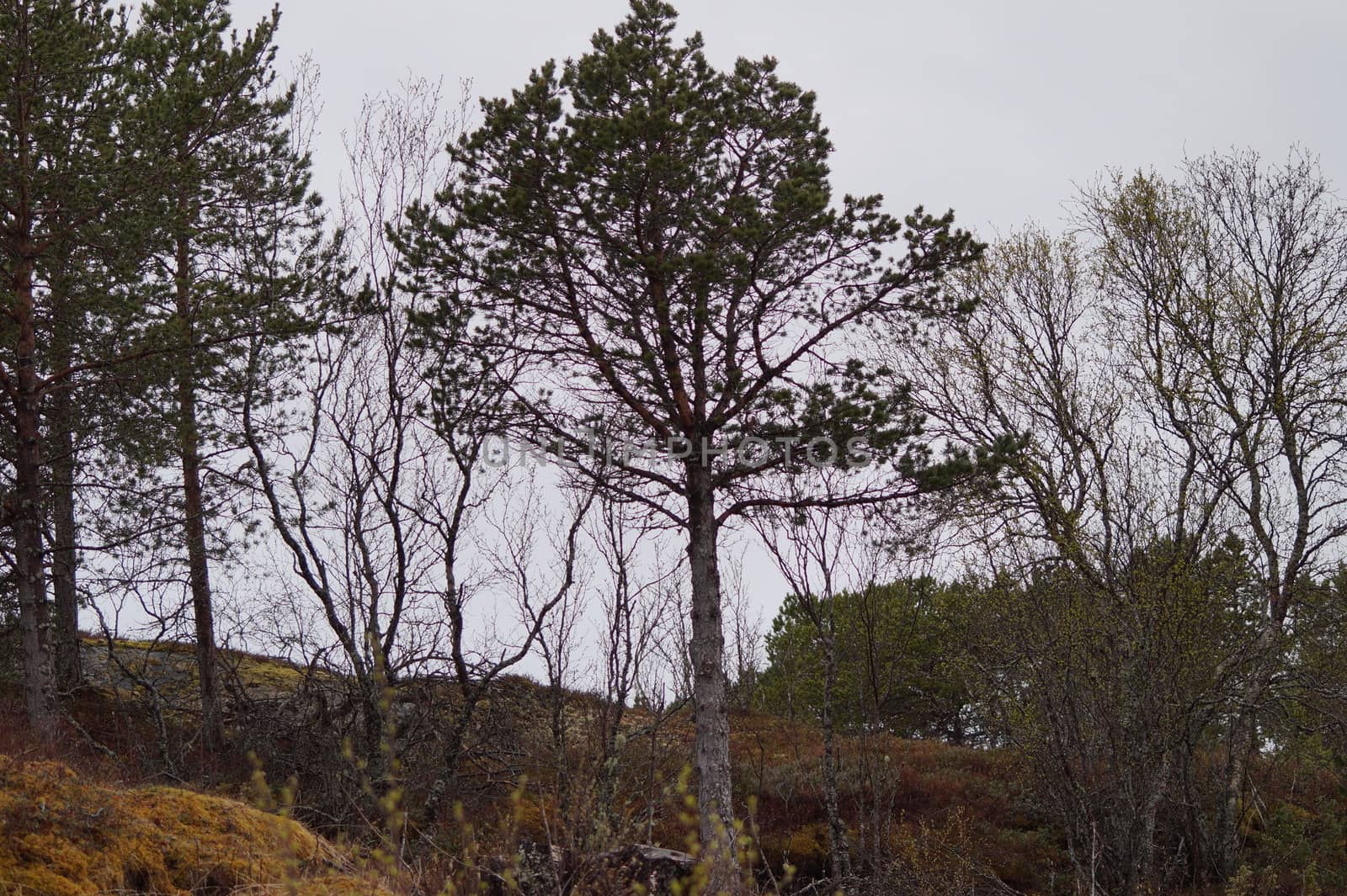 Landscape Nordland