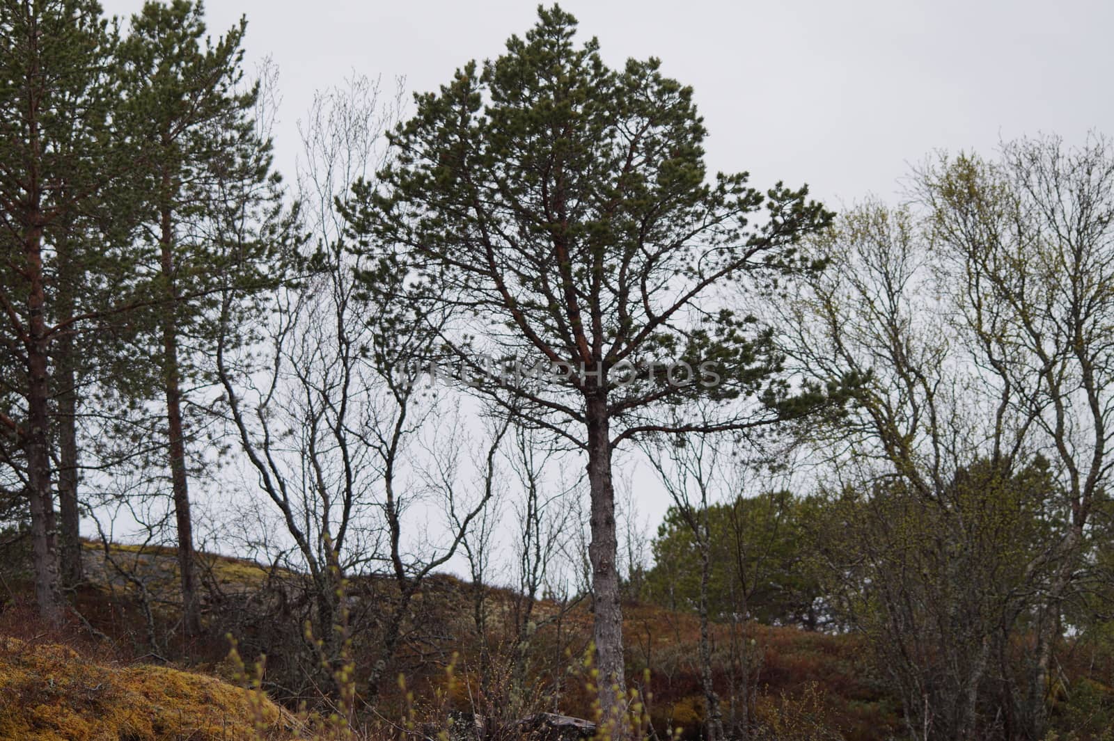 Landscape Nordland