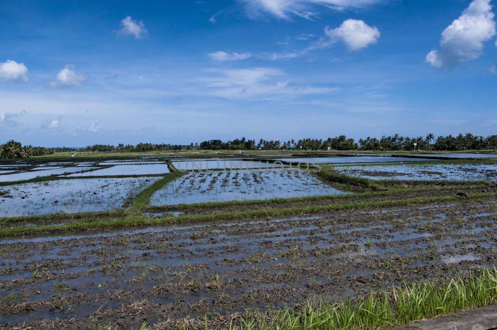 beautifful rice fields Indonesia Bali Ubud blue sky food traditional