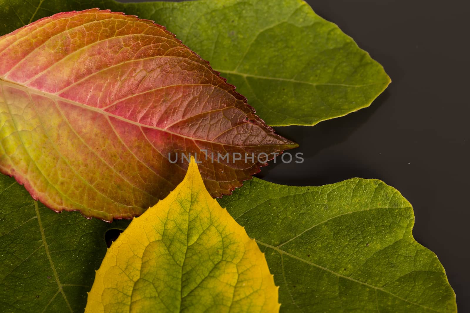 Green, red, brown and yellow leaves reflected 
