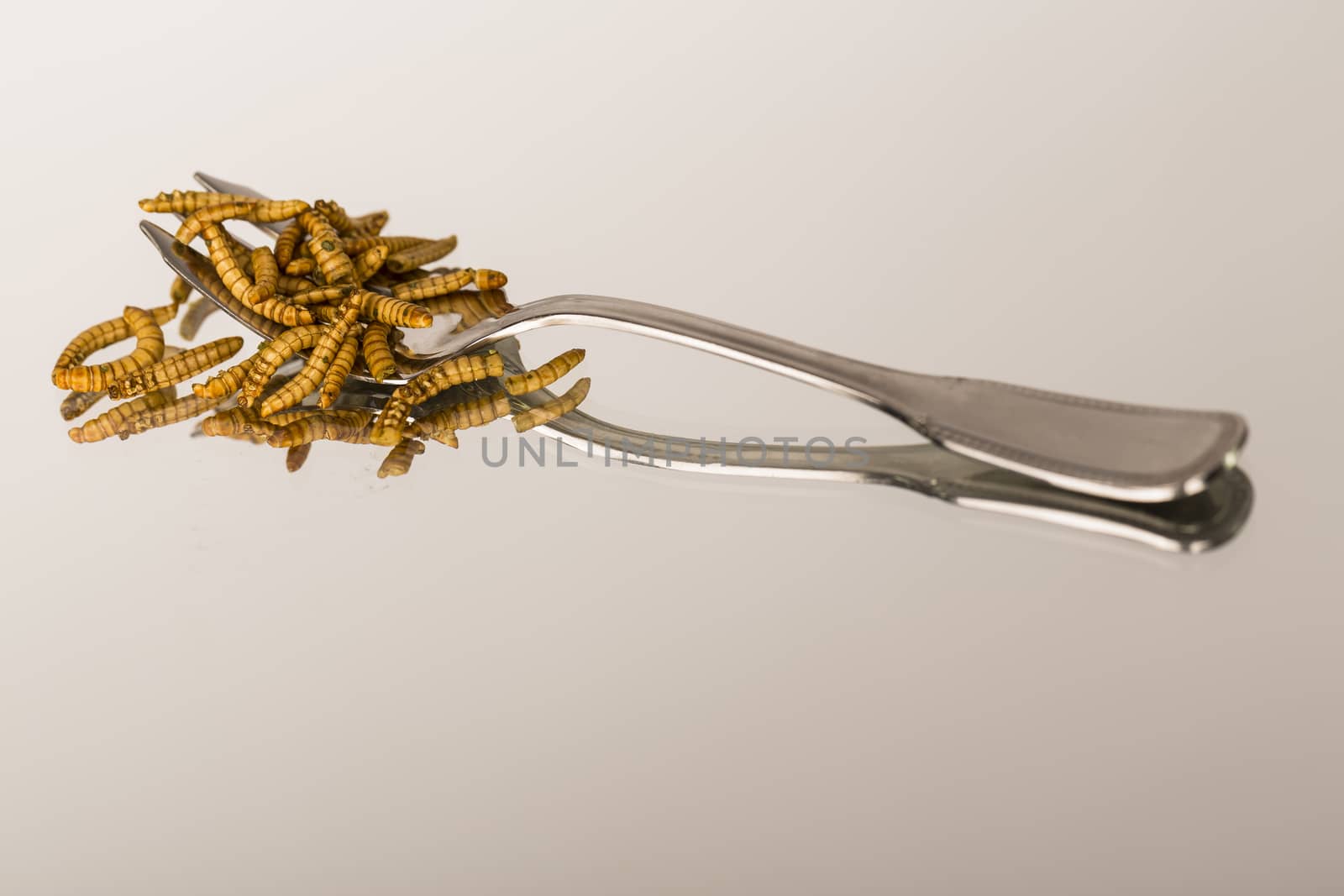 Fried insect, Molitors, Food of the future