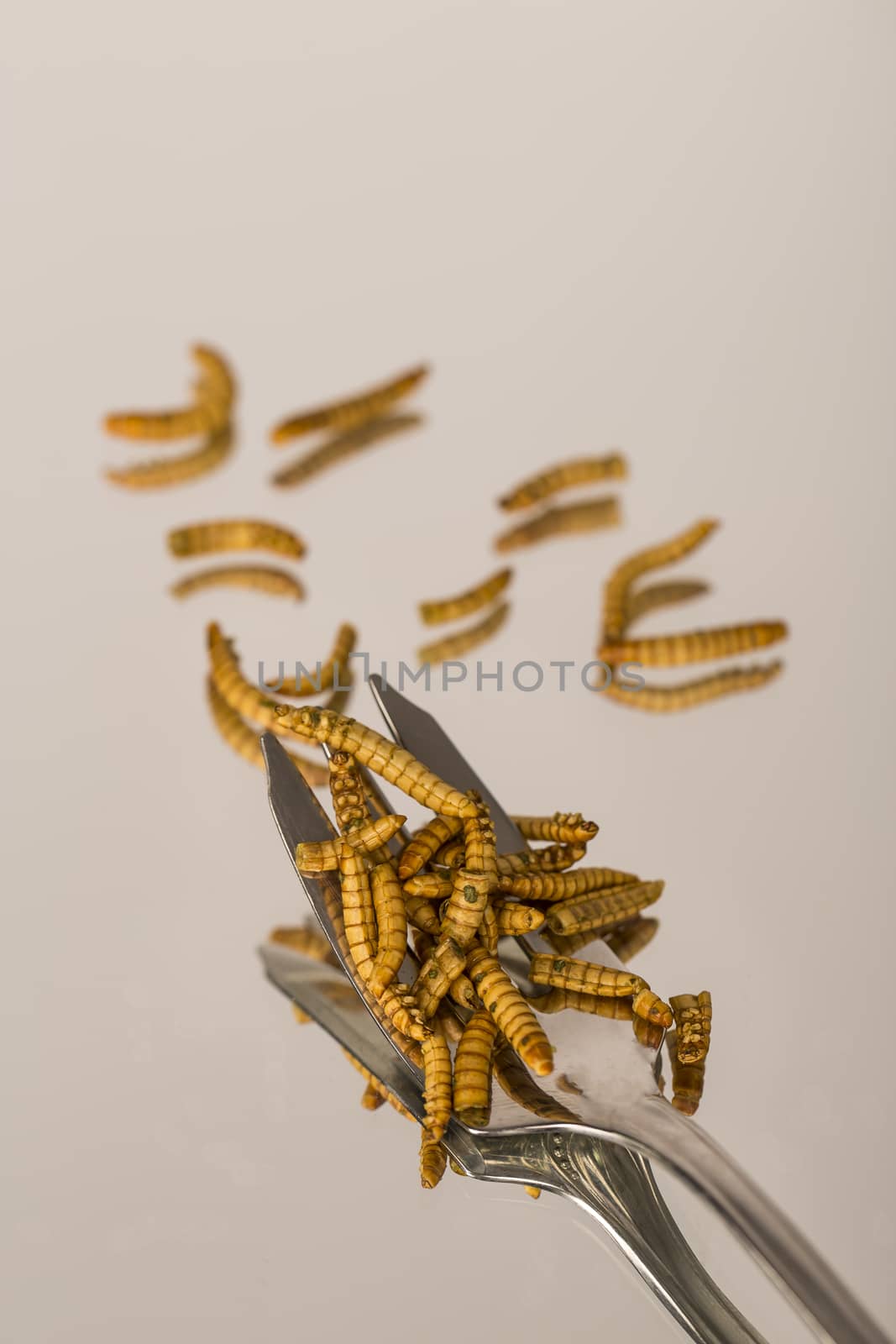 Fried insects, molitors by CatherineL-Prod