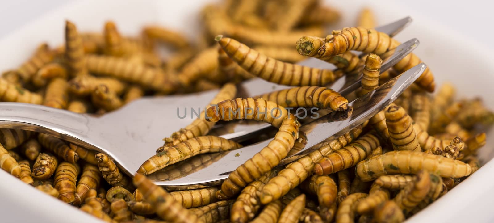 Fried insects, molitors by CatherineL-Prod