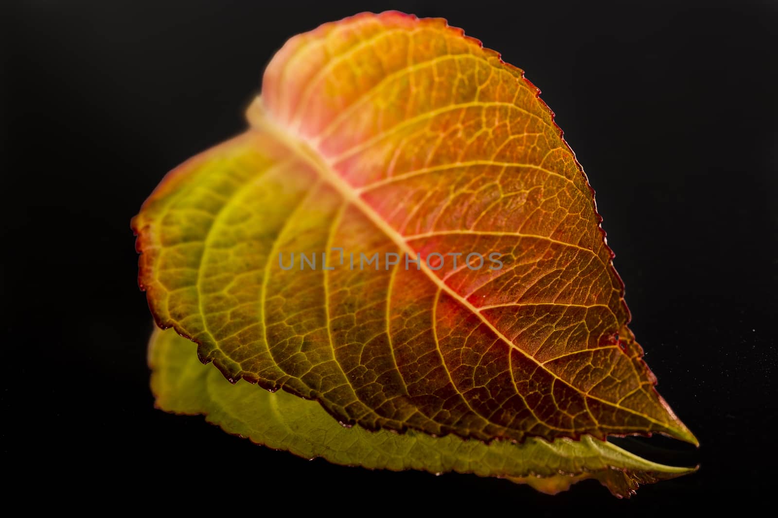 Green, red, brown and yellow leaf reflected 