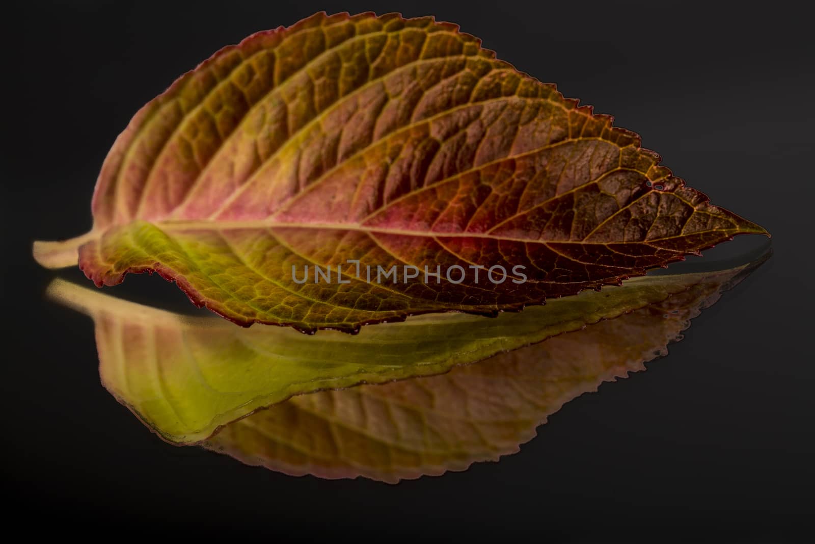 Autumn leaf reflected on a mirror by CatherineL-Prod